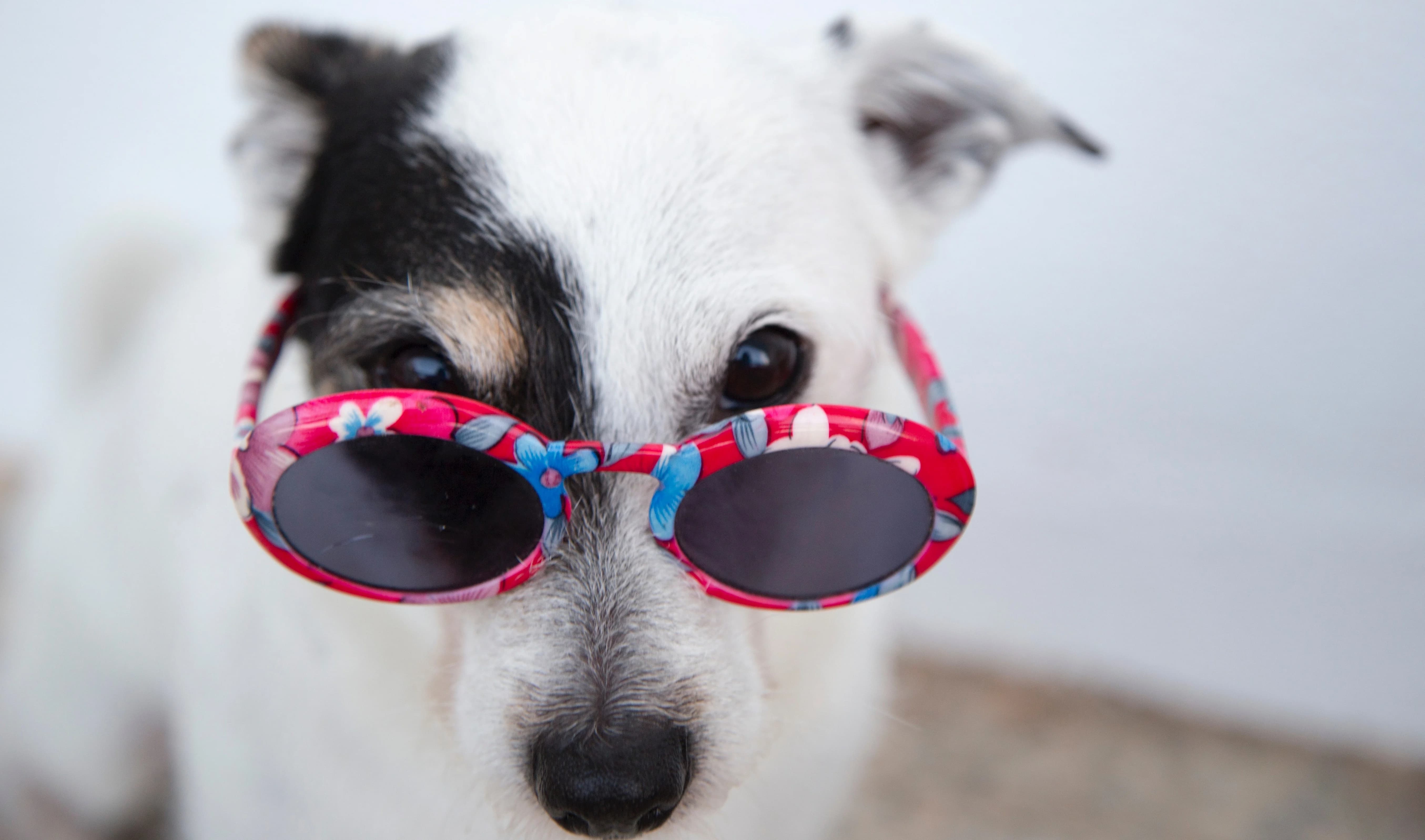 Ein Hund mit Sonnenbrille